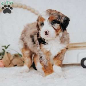 Bingo, Mini Bernedoodle Puppy