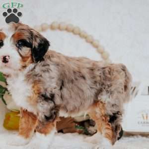 Bingo, Mini Bernedoodle Puppy