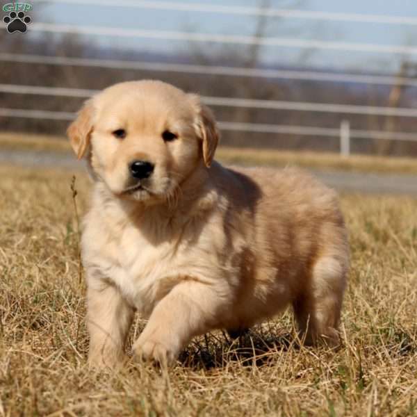 Blake, Golden Retriever Puppy