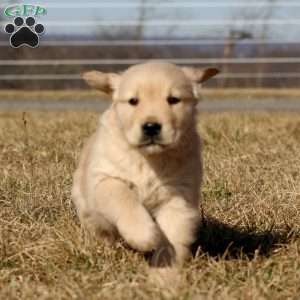 Blake, Golden Retriever Puppy