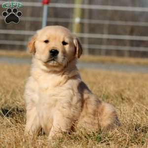 Blake, Golden Retriever Puppy