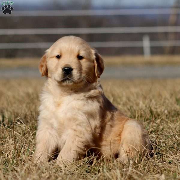 Blaze, Golden Retriever Puppy