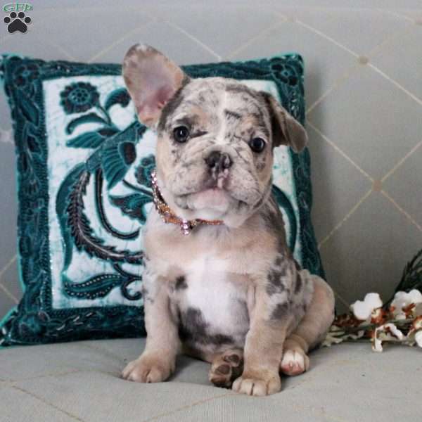 Blaze, French Bulldog Puppy