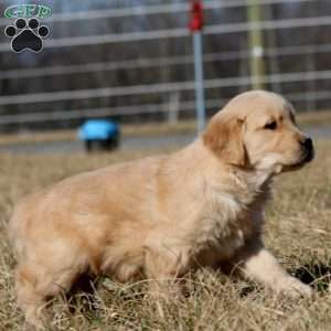 Blaze, Golden Retriever Puppy