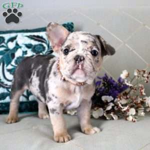 Blaze, French Bulldog Puppy