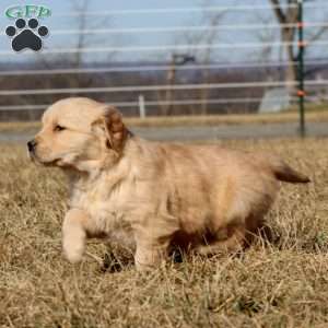 Blaze, Golden Retriever Puppy