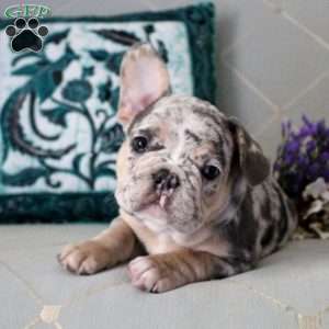 Blaze, French Bulldog Puppy