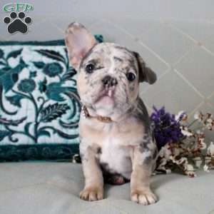 Blaze, French Bulldog Puppy