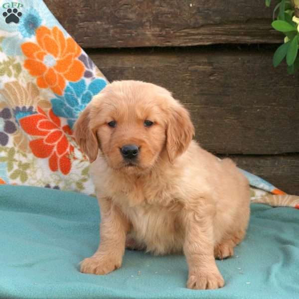 Blessing, Golden Retriever Puppy