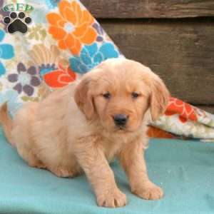 Blessing, Golden Retriever Puppy