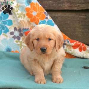 Blessing, Golden Retriever Puppy