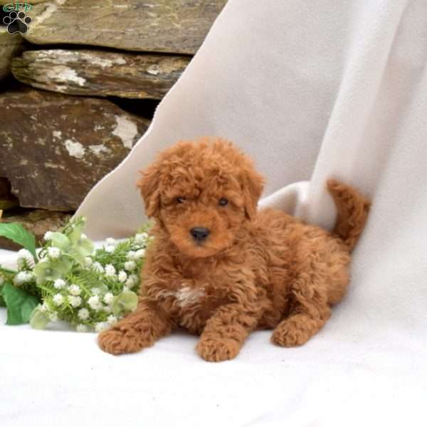 Blossom, Mini Goldendoodle Puppy