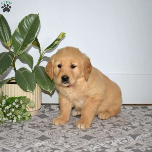 Blossom, Golden Retriever Puppy