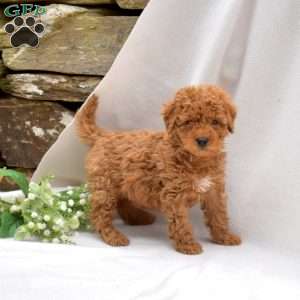 Blossom, Mini Goldendoodle Puppy