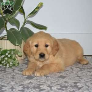 Blossom, Golden Retriever Puppy