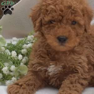 Blossom, Mini Goldendoodle Puppy