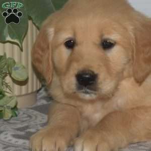 Blossom, Golden Retriever Puppy