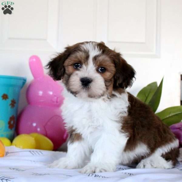 Blossom, Teddy Bear Puppy