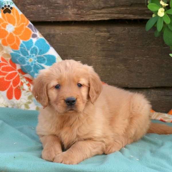 Bobby, Golden Retriever Puppy