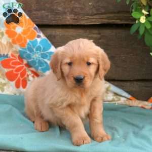 Bobby, Golden Retriever Puppy