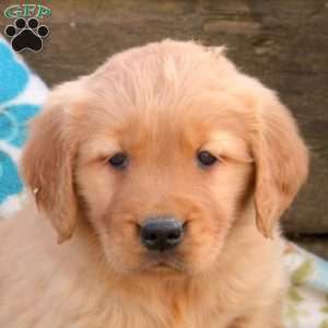 Bobby, Golden Retriever Puppy