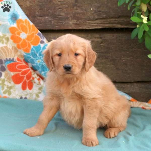 Bonnie, Golden Retriever Puppy