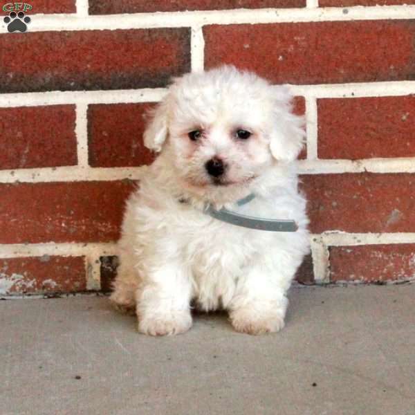 Bonnie, Bichon Frise Puppy