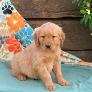 Bonnie, Golden Retriever Puppy