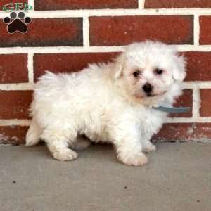 Bonnie, Bichon Frise Puppy