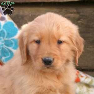 Bonnie, Golden Retriever Puppy