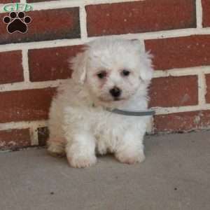 Bonnie, Bichon Frise Puppy