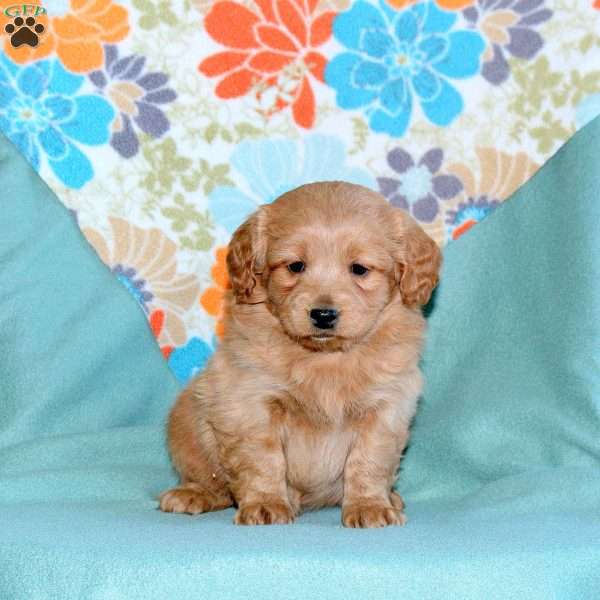 Boomer, Miniature Poodle Mix Puppy