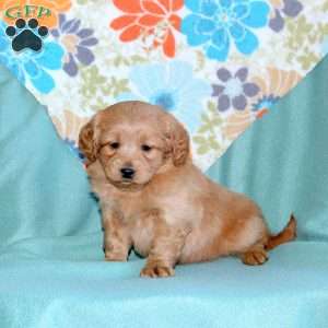 Boomer, Miniature Poodle Mix Puppy