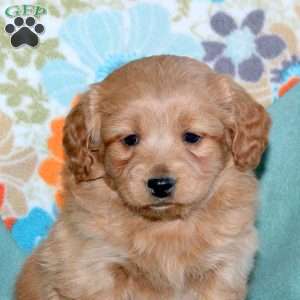 Boomer, Miniature Poodle Mix Puppy