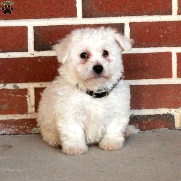 Boone, Bichon Frise Puppy