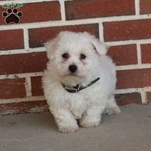 Boone, Bichon Frise Puppy