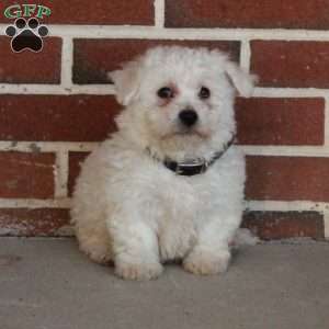 Boone, Bichon Frise Puppy