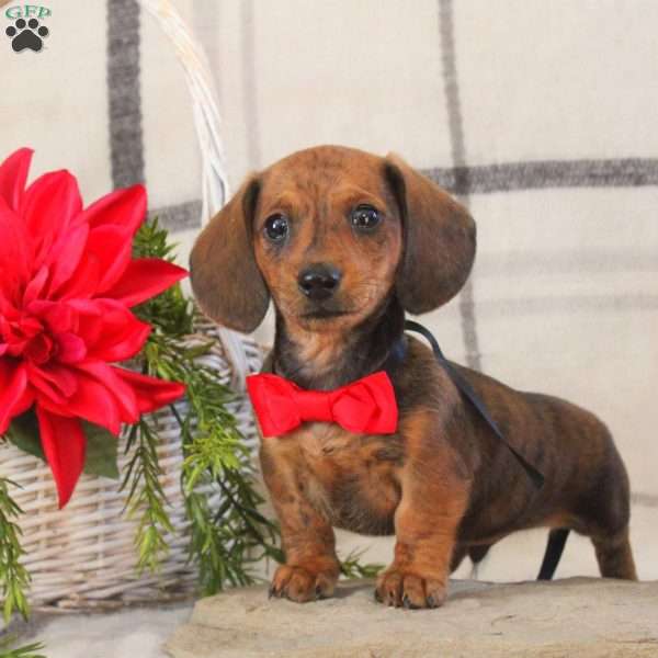 Bradley, Dachshund Puppy