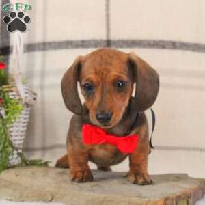 Bradley, Dachshund Puppy