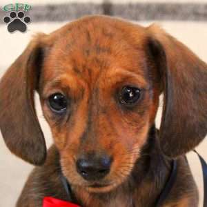 Bradley, Dachshund Puppy