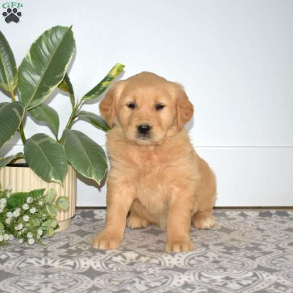 Breeze, Golden Retriever Puppy