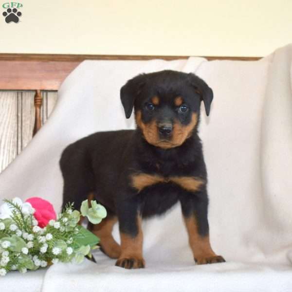 Breeze, Rottweiler Puppy