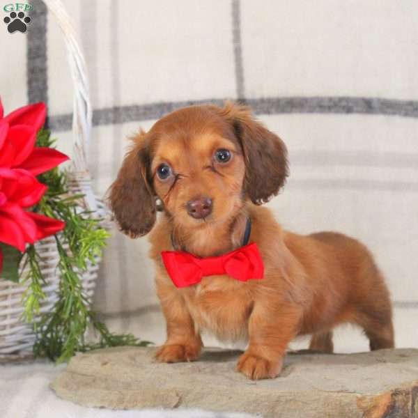 Breeze, Dachshund Puppy