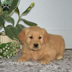 Breeze, Golden Retriever Puppy