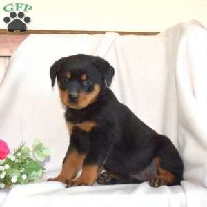 Breeze, Rottweiler Puppy