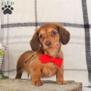 Breeze, Dachshund Puppy