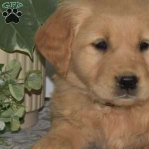 Breeze, Golden Retriever Puppy