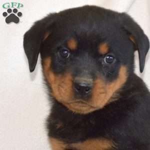 Breeze, Rottweiler Puppy