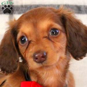 Breeze, Dachshund Puppy