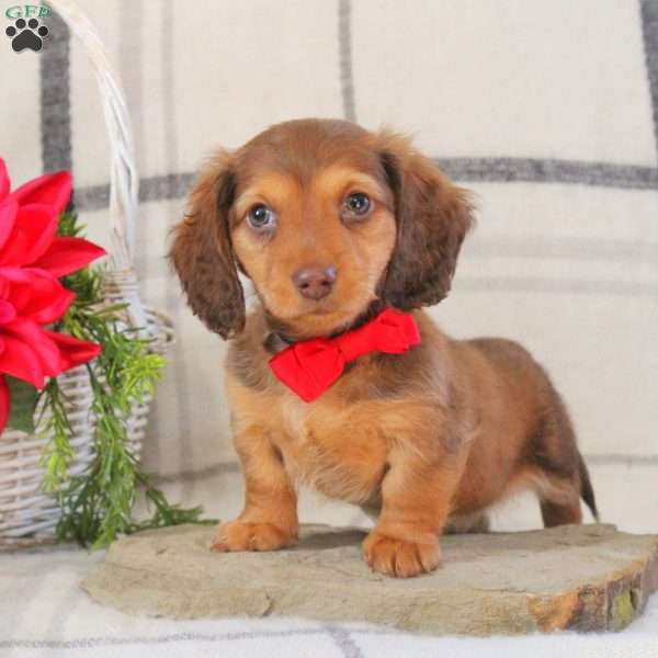 Brian, Dachshund Puppy